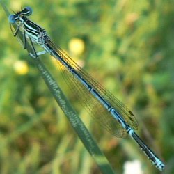 Platycnemis pennipes